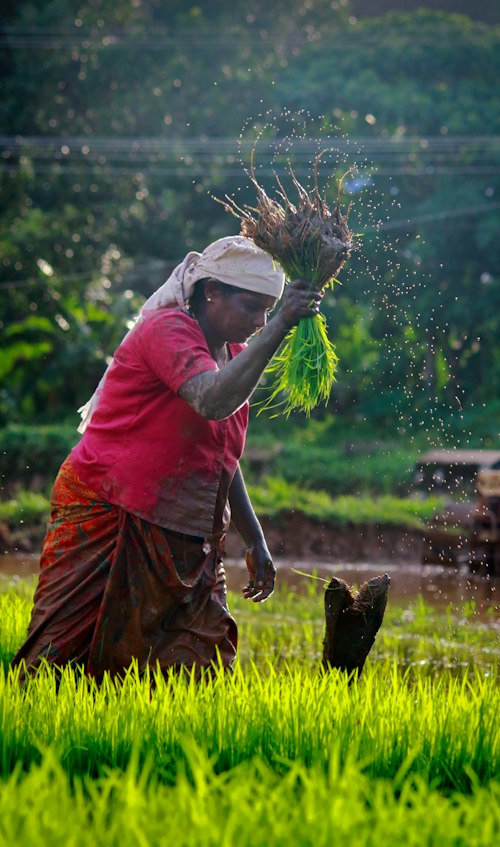 Farmer planting seedlings in a paddy field
